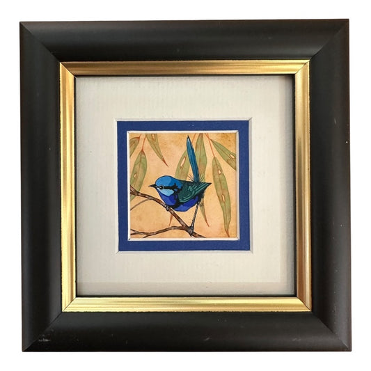 Splendid Fairy Wren Looking Left - Spring 2025