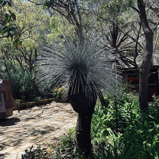 Grass Tree VI