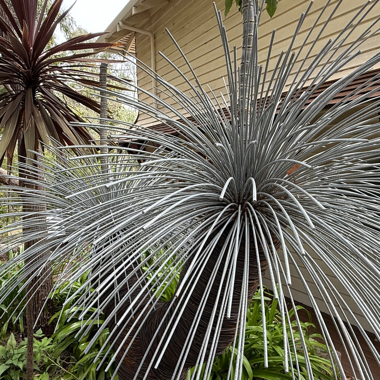 Grass Tree XII