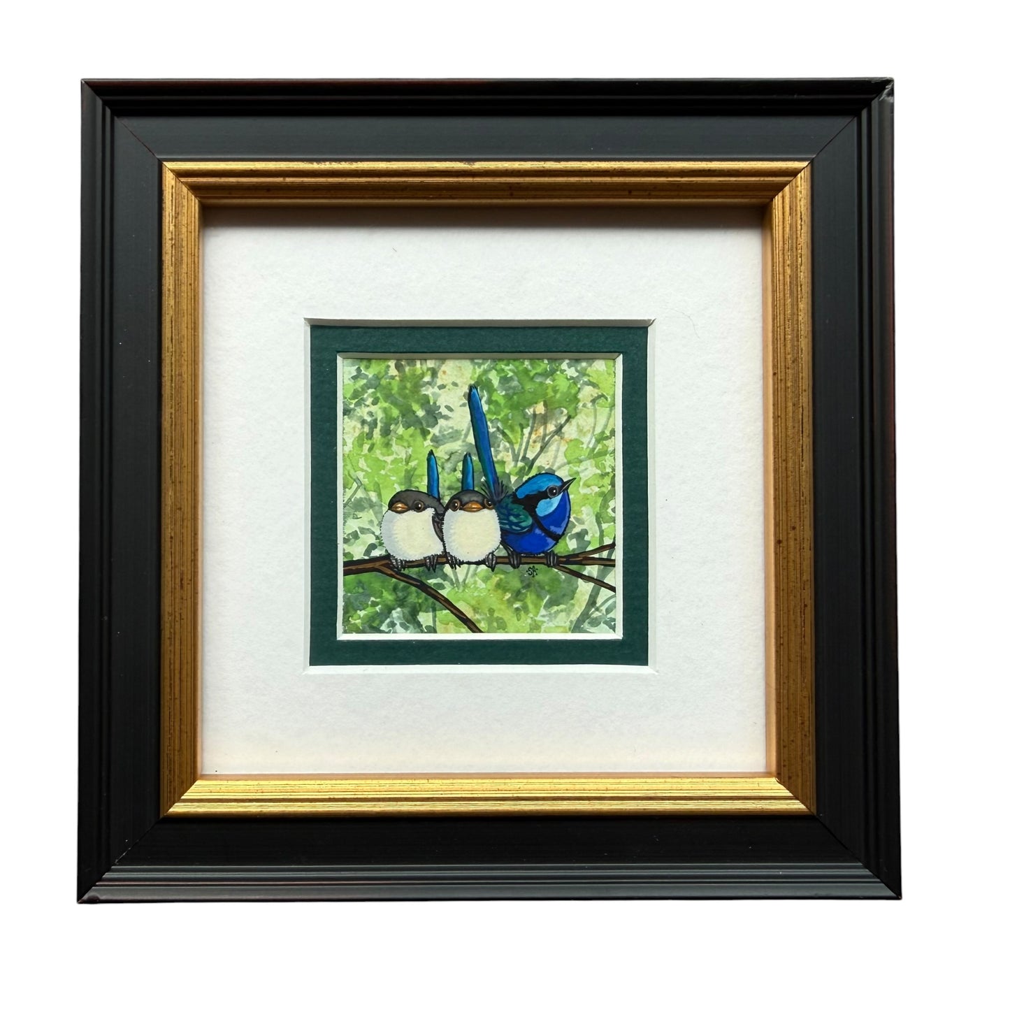 Splendid Fairy Wren Trio - Forest Green 2026