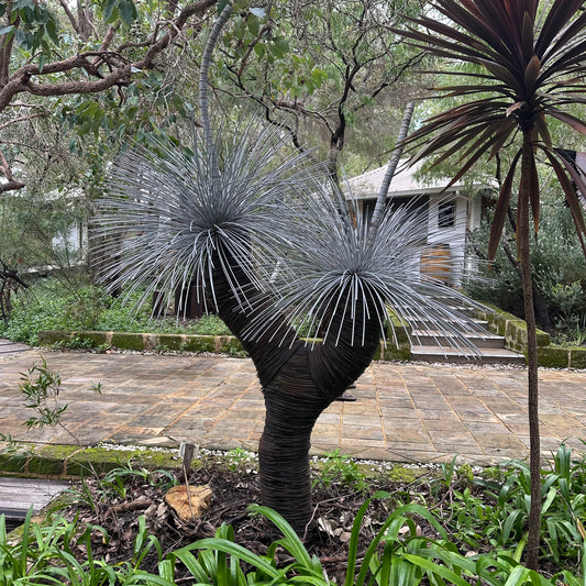 Grass Tree XI