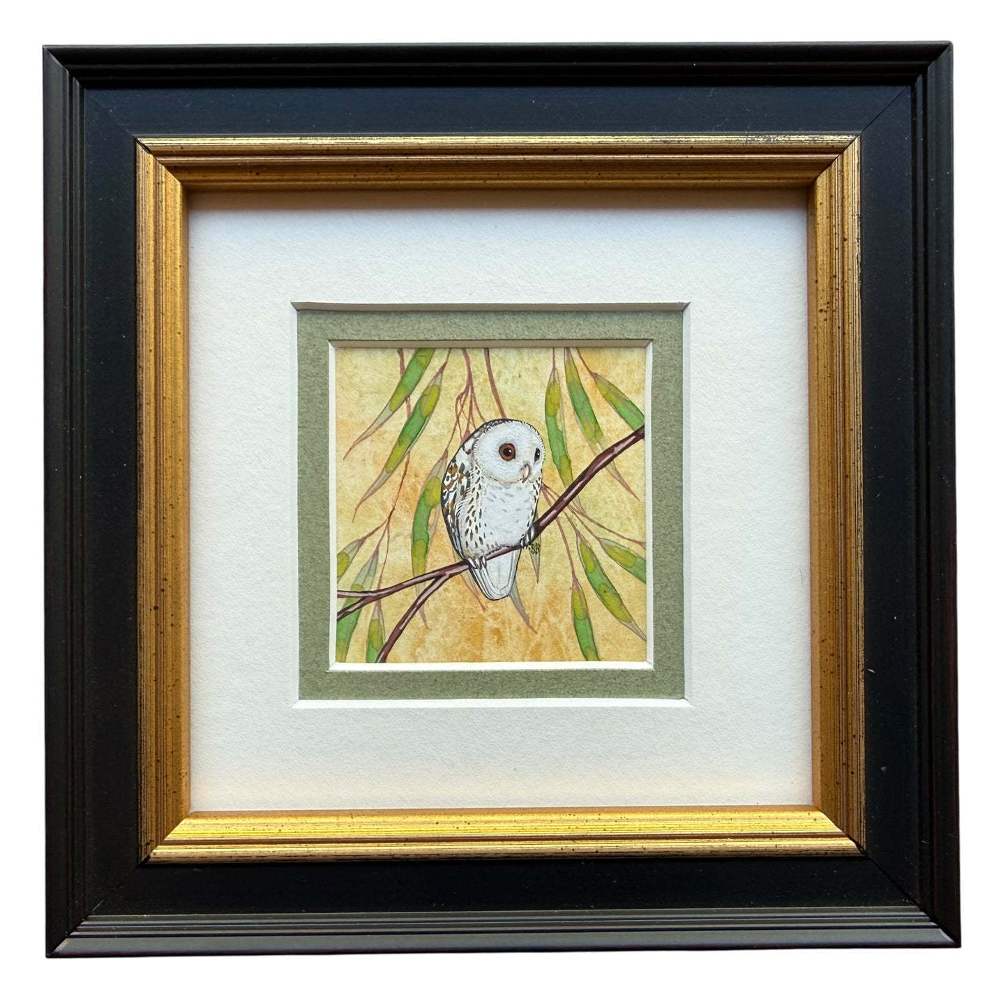 Barn Owl Looking Right 2026