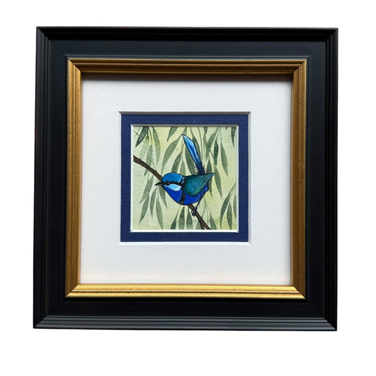 Splendid Fairy Wren Trio - Summer 2025