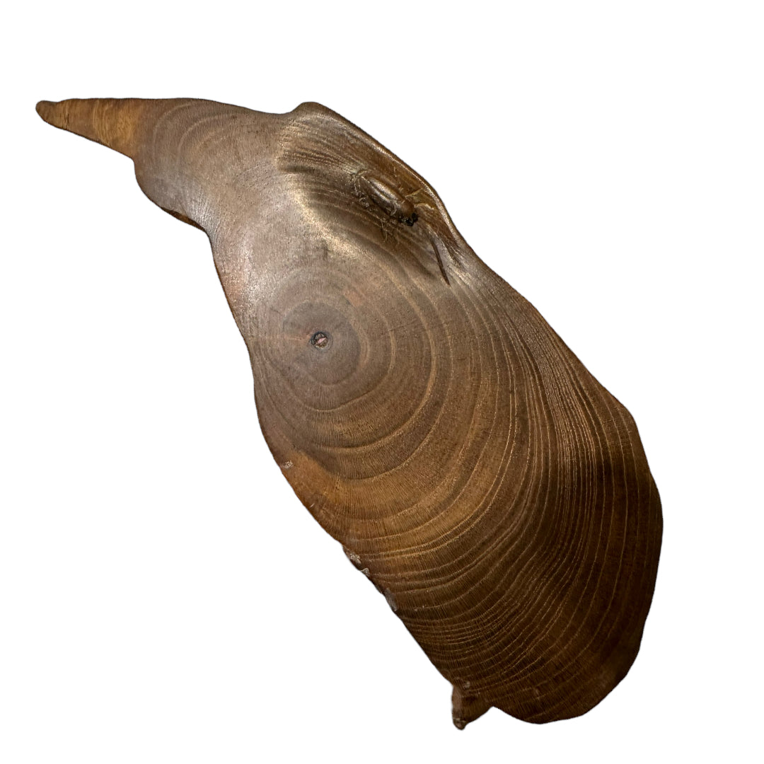 Banded Bandicoot - Exhibition Nov 2023