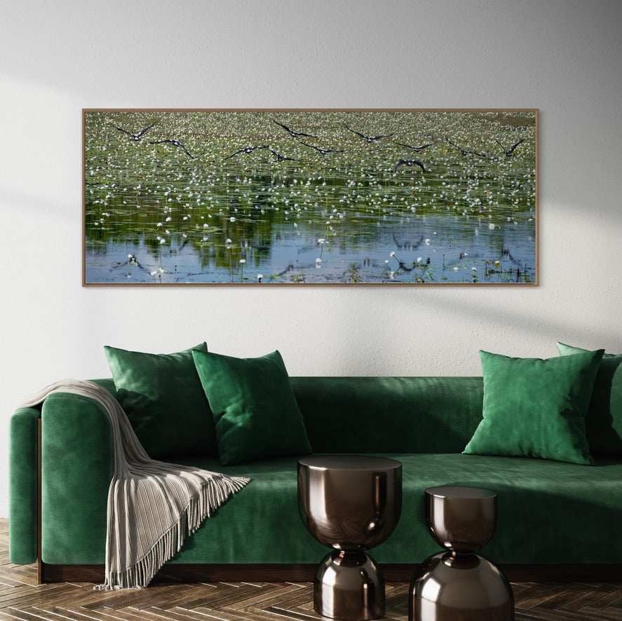 Magpie Geese, Framed
