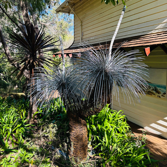 Grass Tree Sculpture I