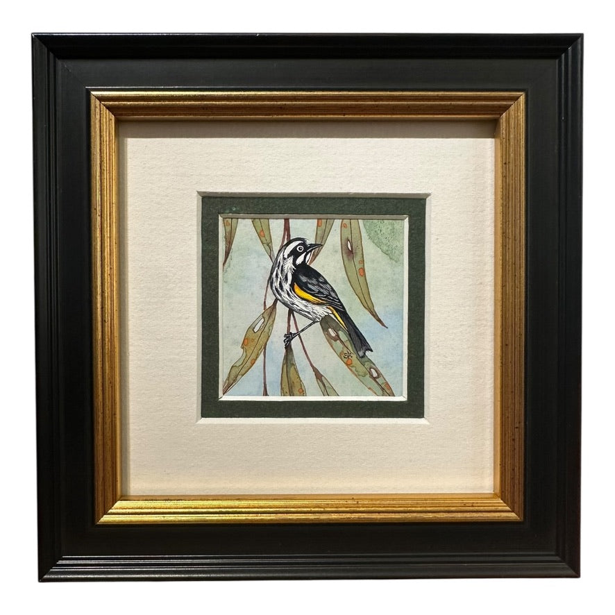 New Holland Honeyeater - Spring 2025