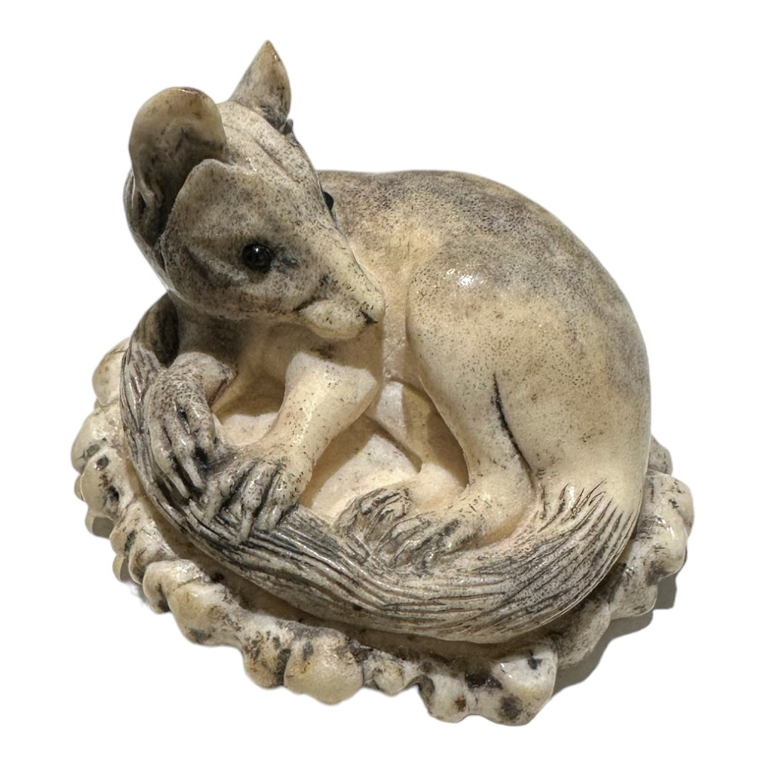 Quoll with Grass Hopper - Exhibition Nov 2023
