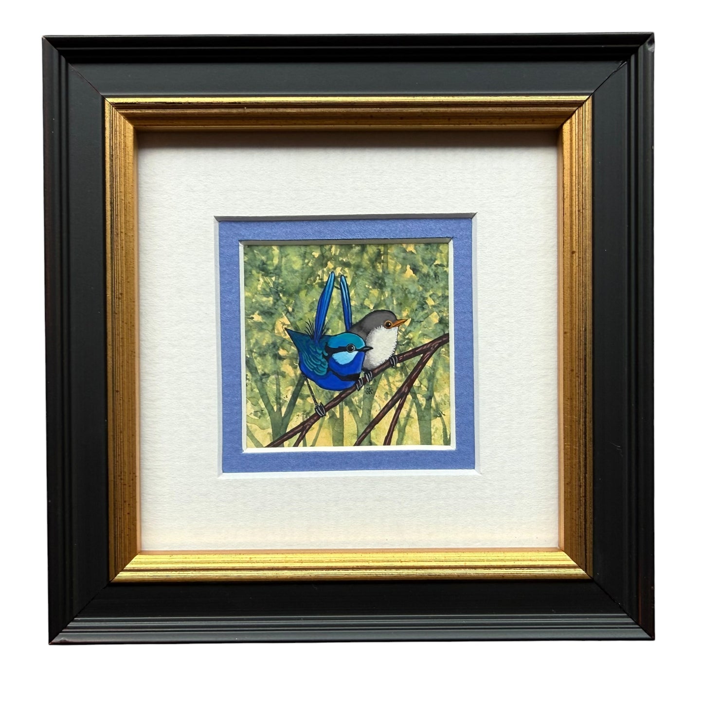 Splendid Fairy Wren Duo - Medium Blue 2026