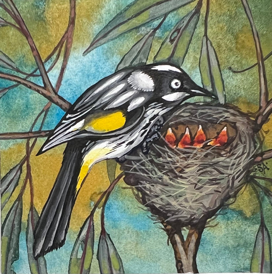 New Holland Honeyeater, Deep Blue