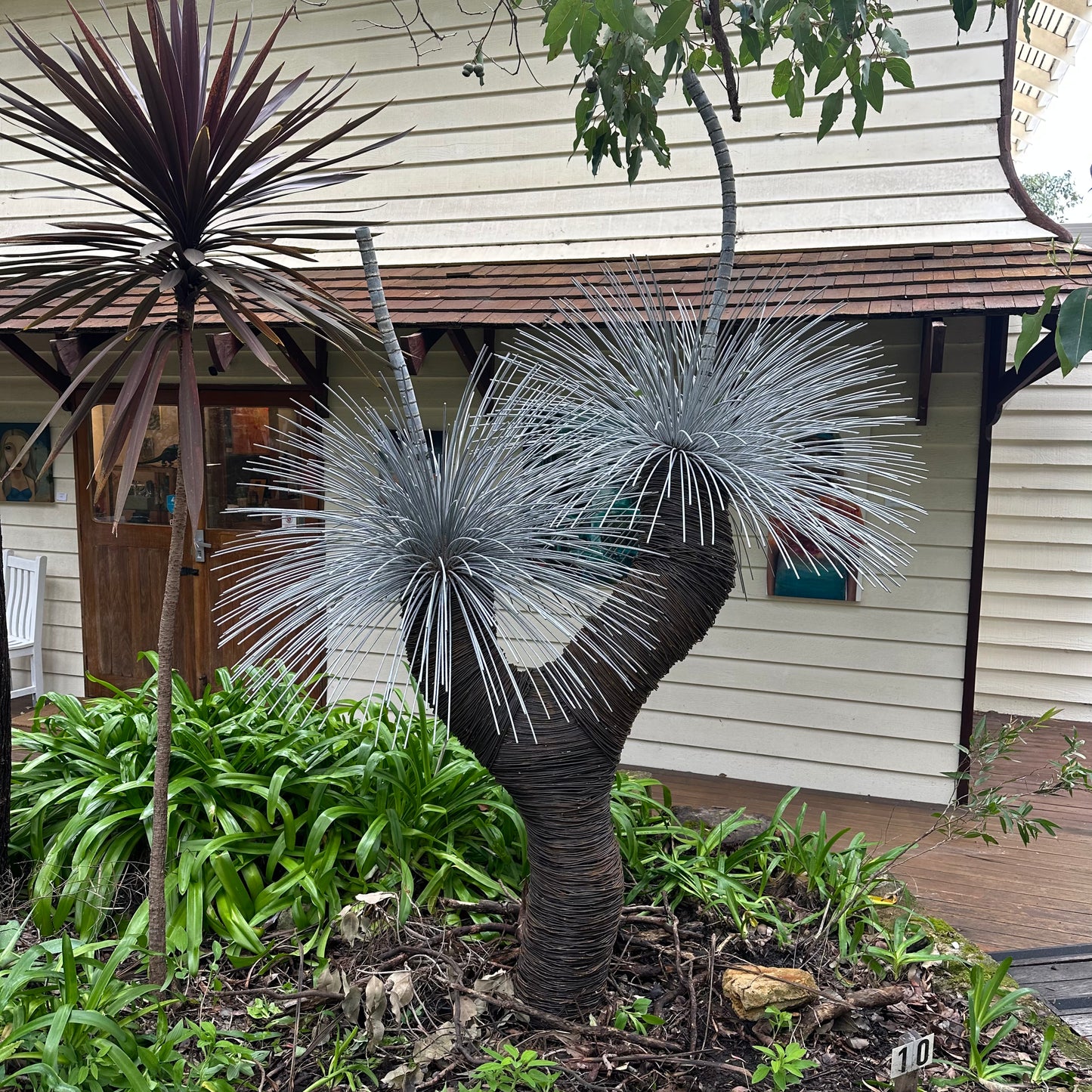 Grass Tree XI