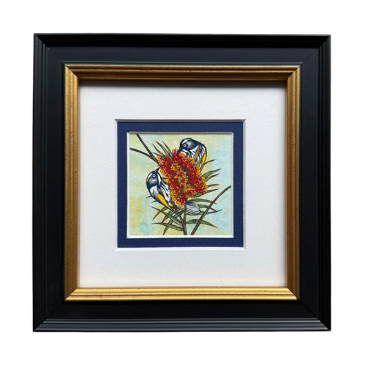 New Holland Honeyeater - Summer 2025