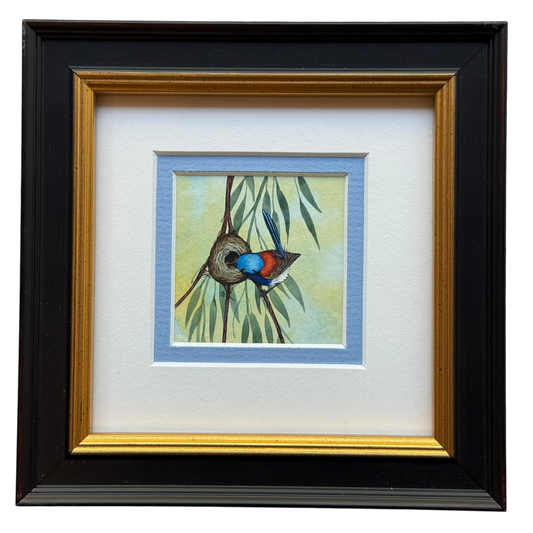 Variegated Fairy Wren 2026