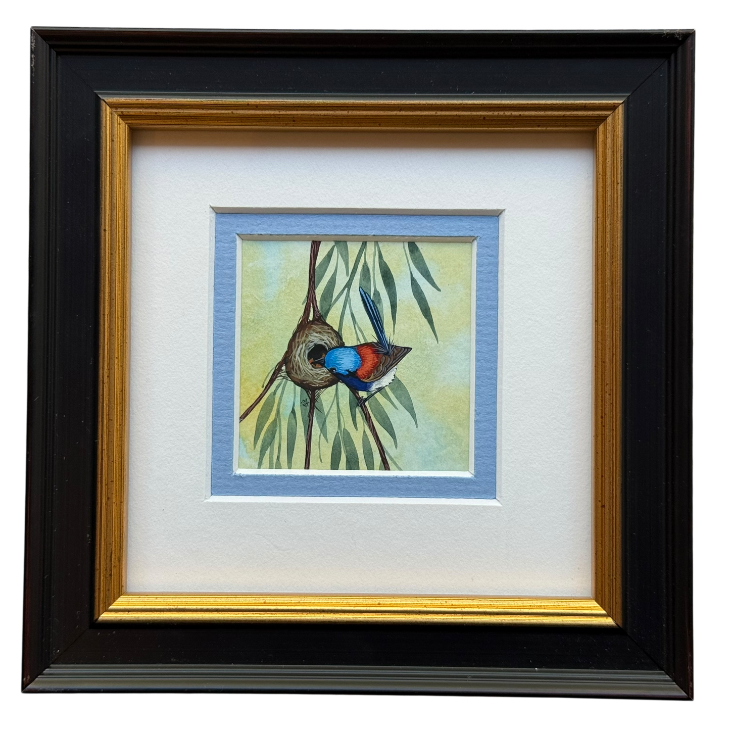 Variegated Fairy Wren 2026