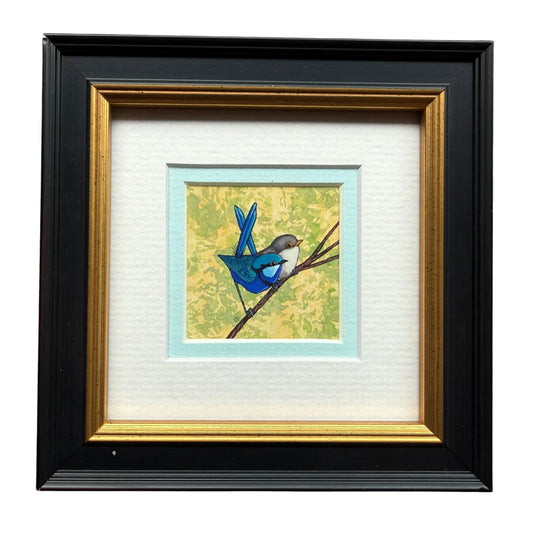 Splendid Fairy Wren Duo - Sky Blue 2026