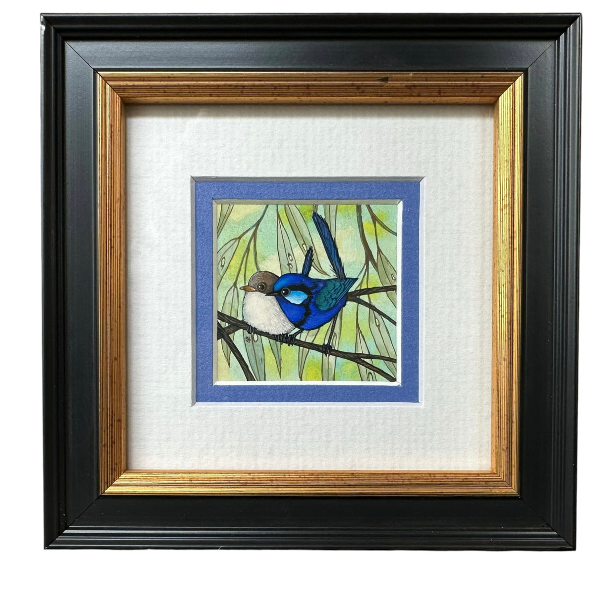 2 Splendid Fairy Wren - Left Facing, Spring 2026