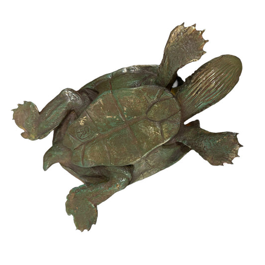 Western Swamp Turtle - Exhibition Nov 2023