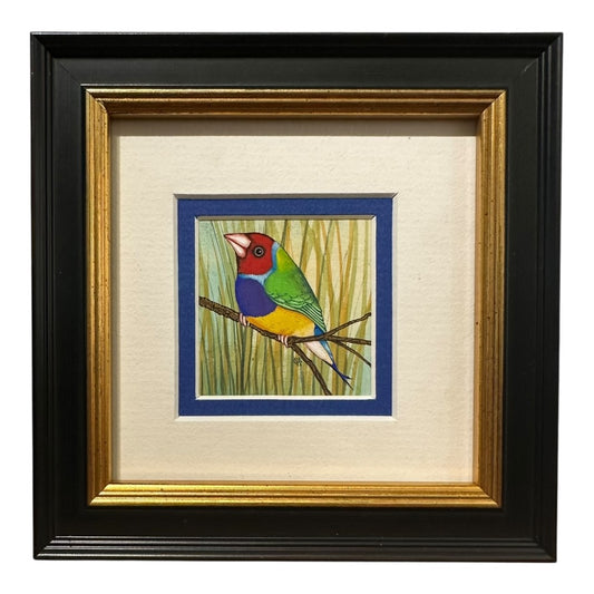 Gouldian Finch - Spring 2025