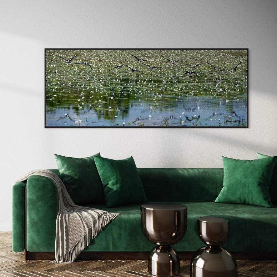 Magpie Geese, Framed