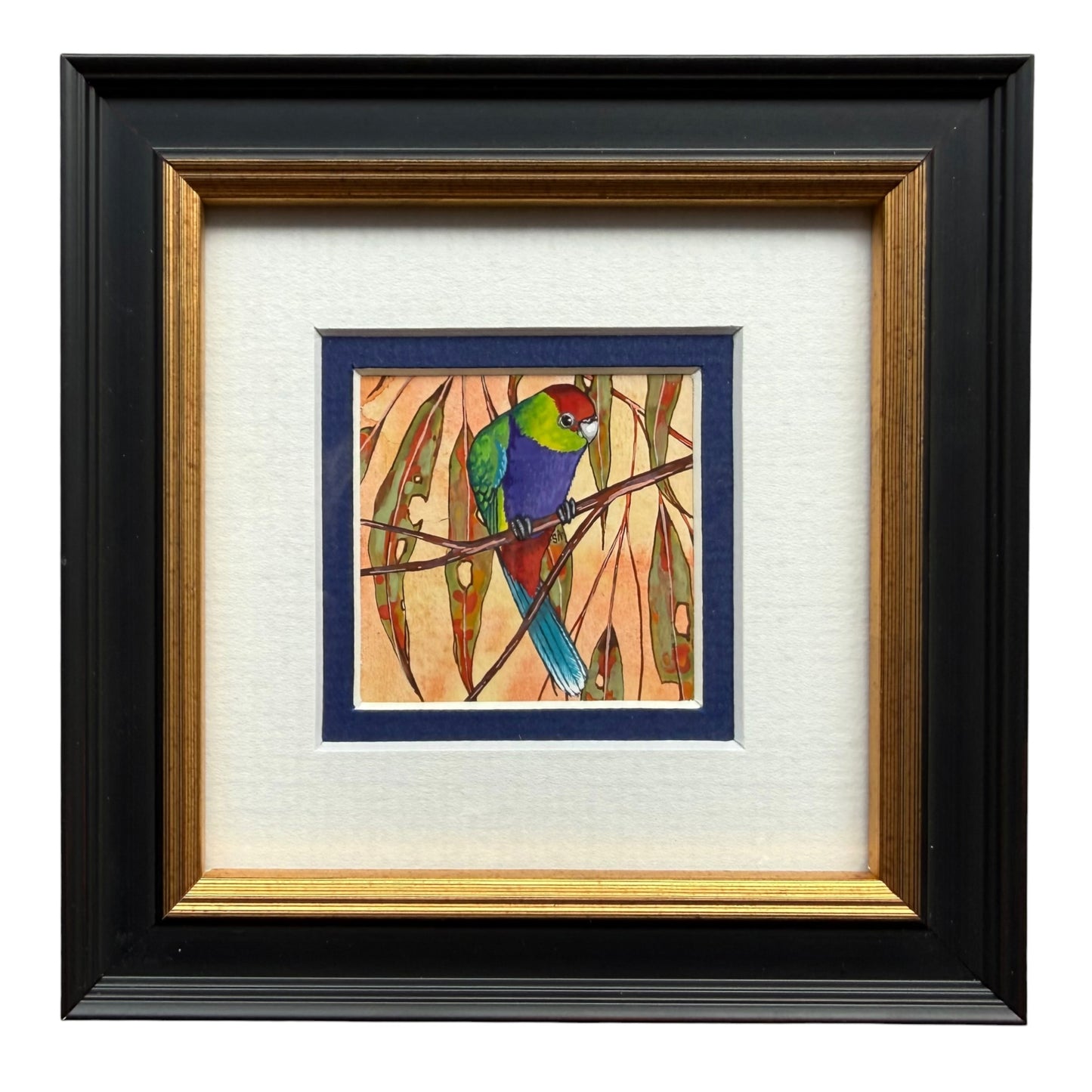 Red Capped Parrot - Navy, Spring 2026
