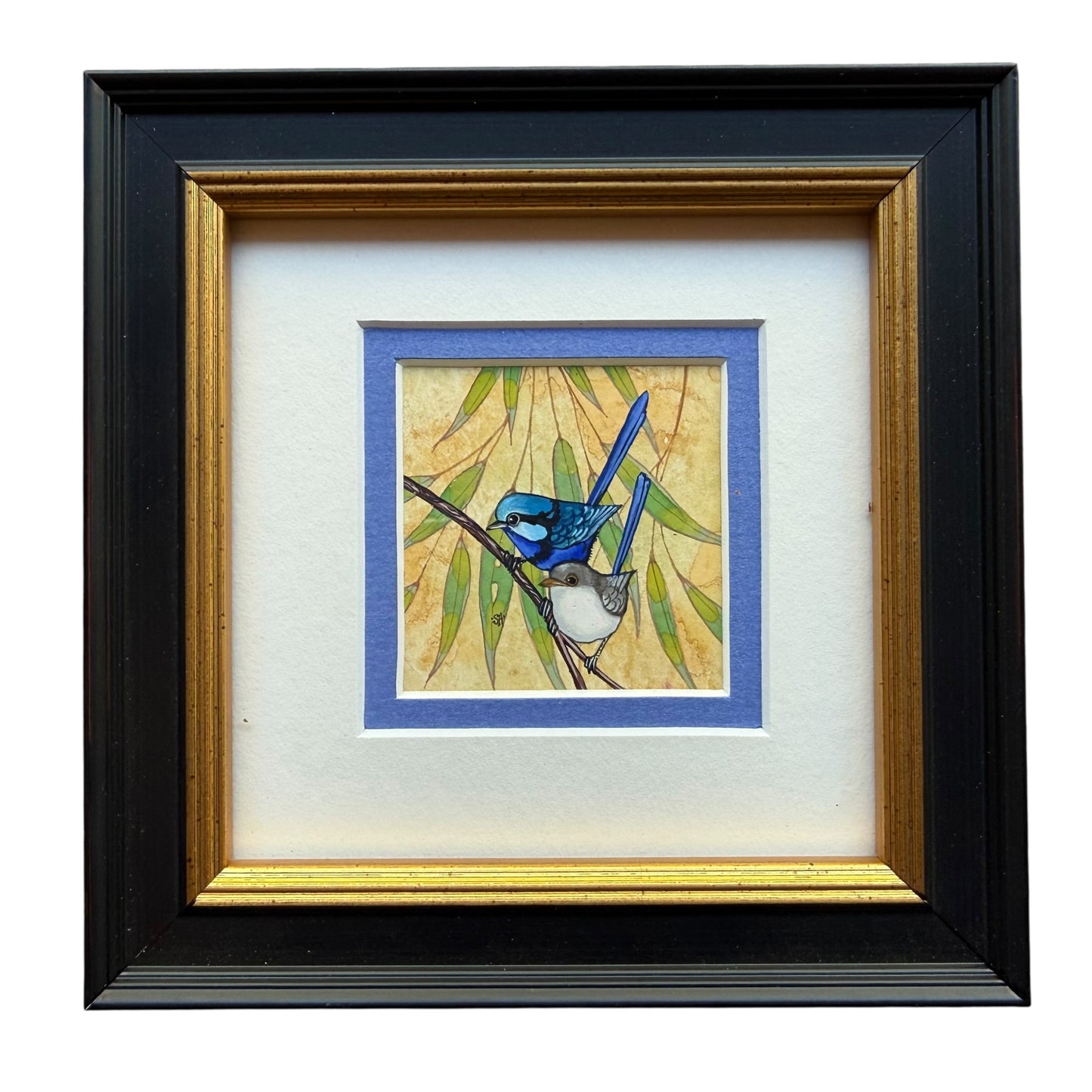 Splendid Fairy Wren Duo 2026