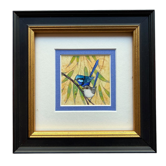 Splendid Fairy Wren Duo 2026