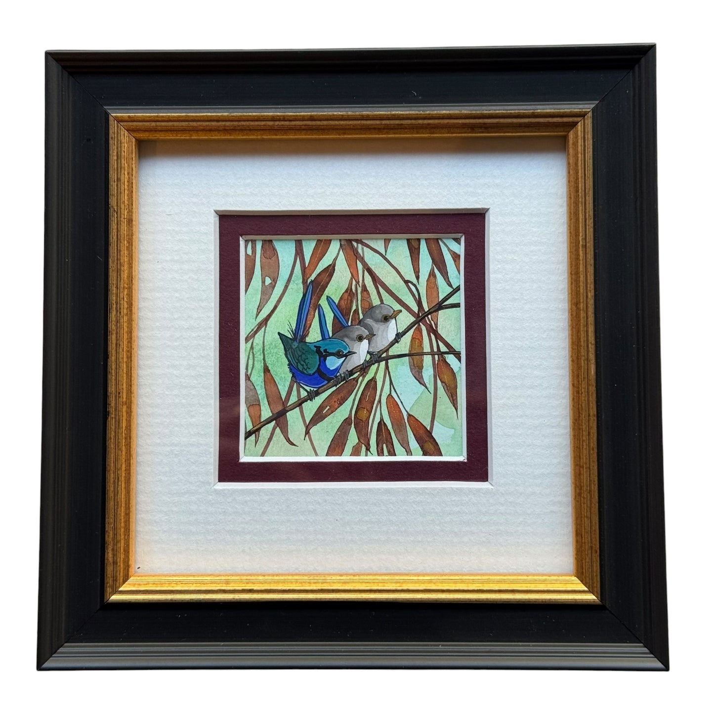 Splendid Fairy Wren Trio - Burgandy 2026