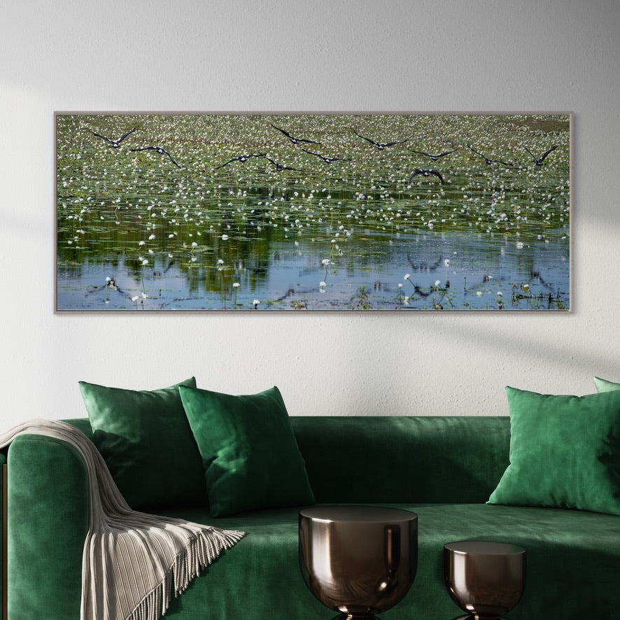 Magpie Geese, Framed
