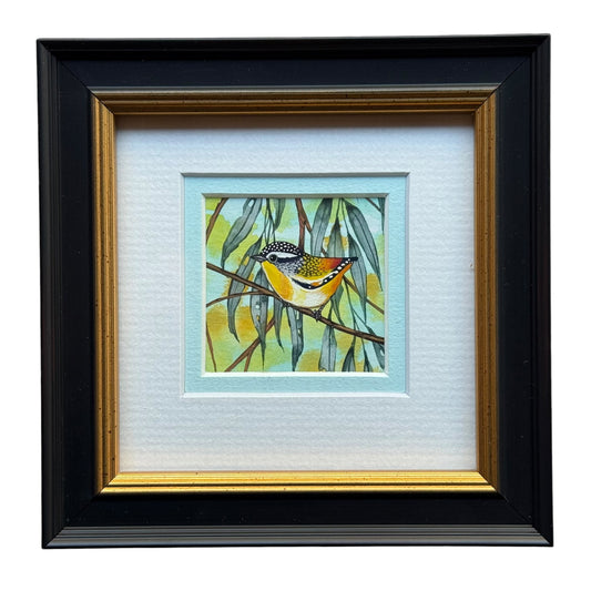 Spotted Pardalote - Sky Blue 2026