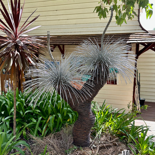 Grass Tree III