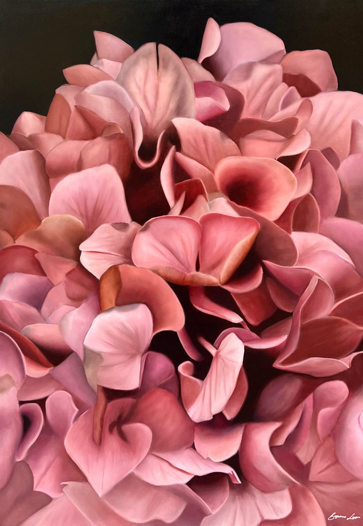 Blush Hydrangea