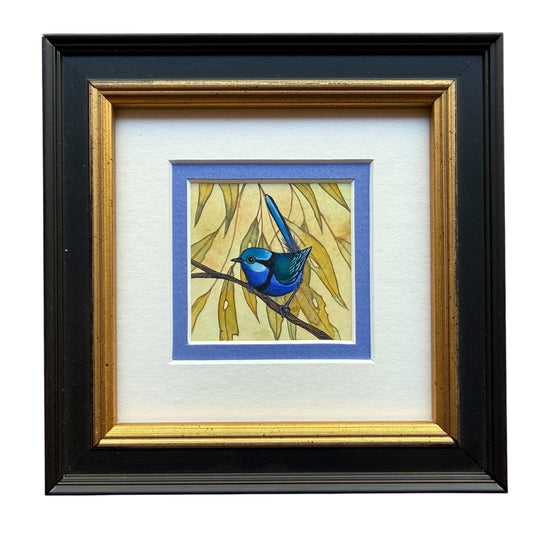 Splendid Fairy Wren Autumn 2026