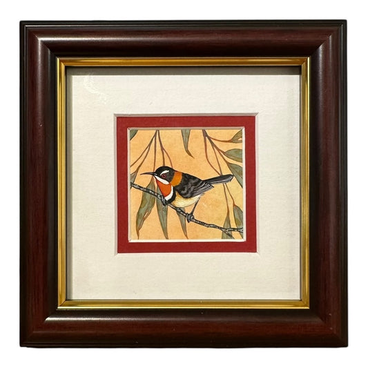 Western Spinebill - Spring 2025