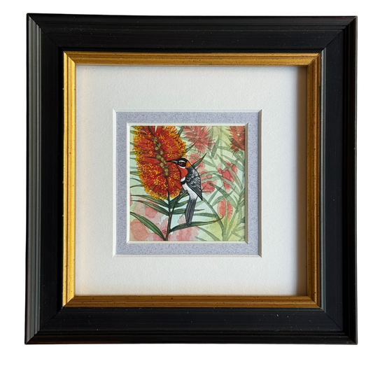 Western Spinebill 2026