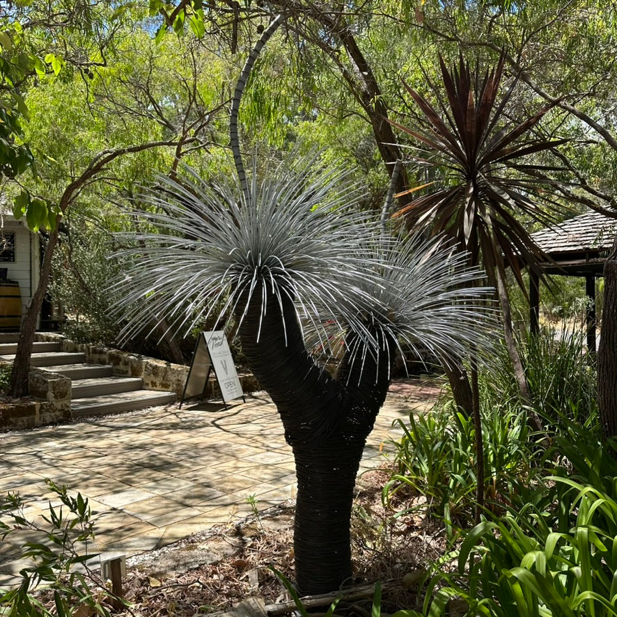 Grass Tree VIII
