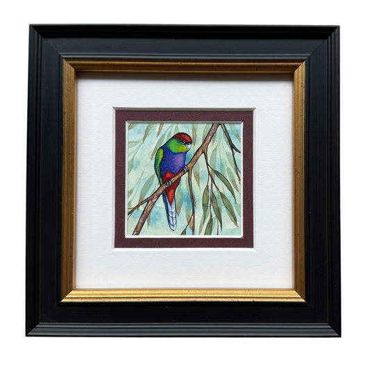 Red Capped Parrot - Spring II 2025