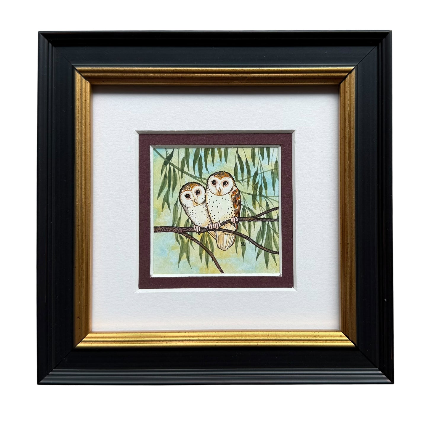 Barn Owl Pair - Summer 2025