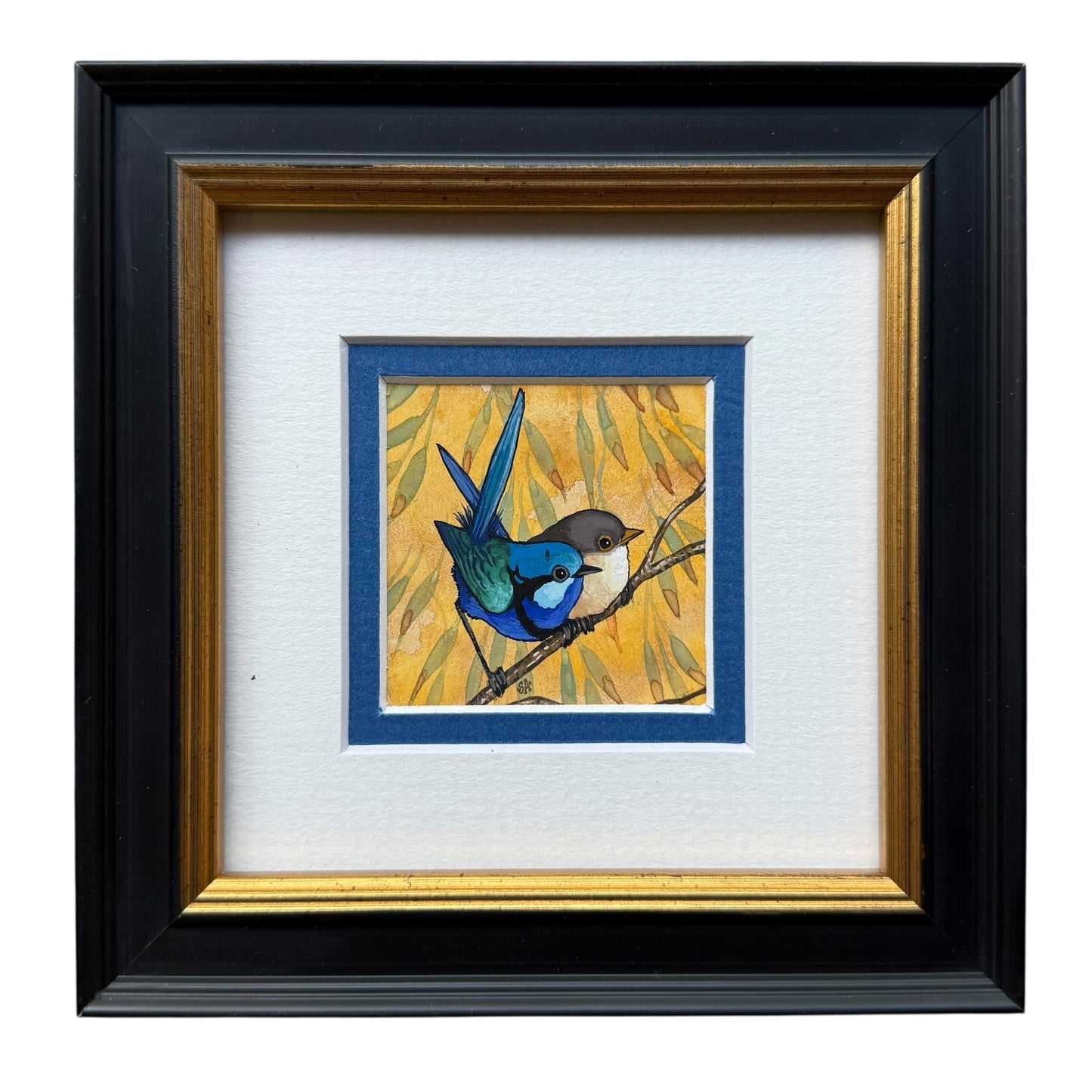 Splendid Fairy Wrens Pair - Spring II 2025
