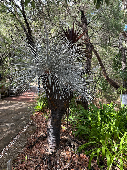 Grass Tree XIV