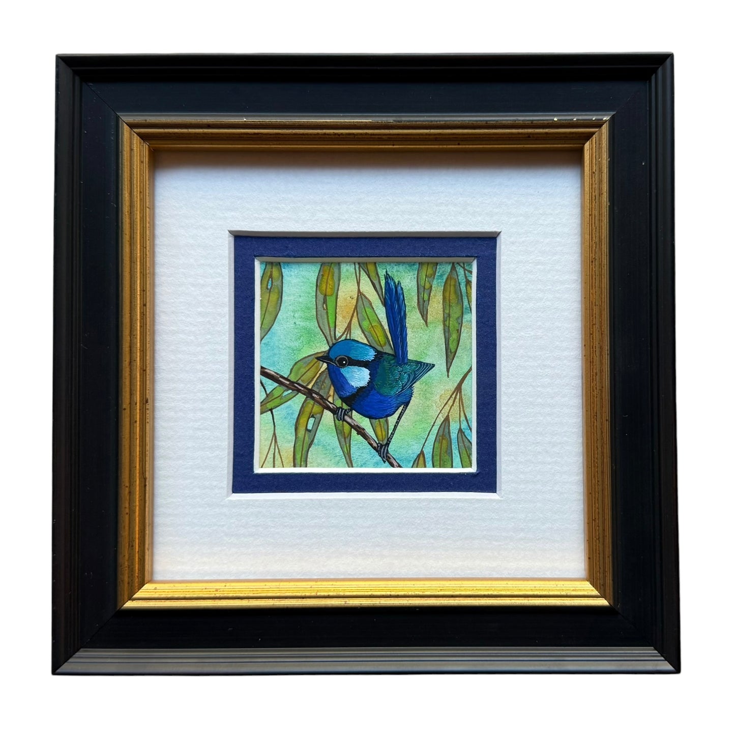 Splendid Fairy Wren Single - Navy 2027