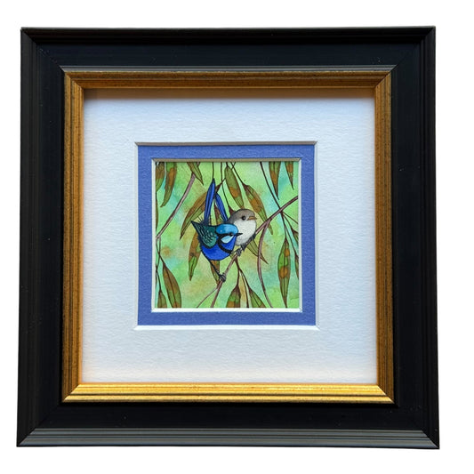 Splendid Fairy Wren Duo - Blue Winter 2026