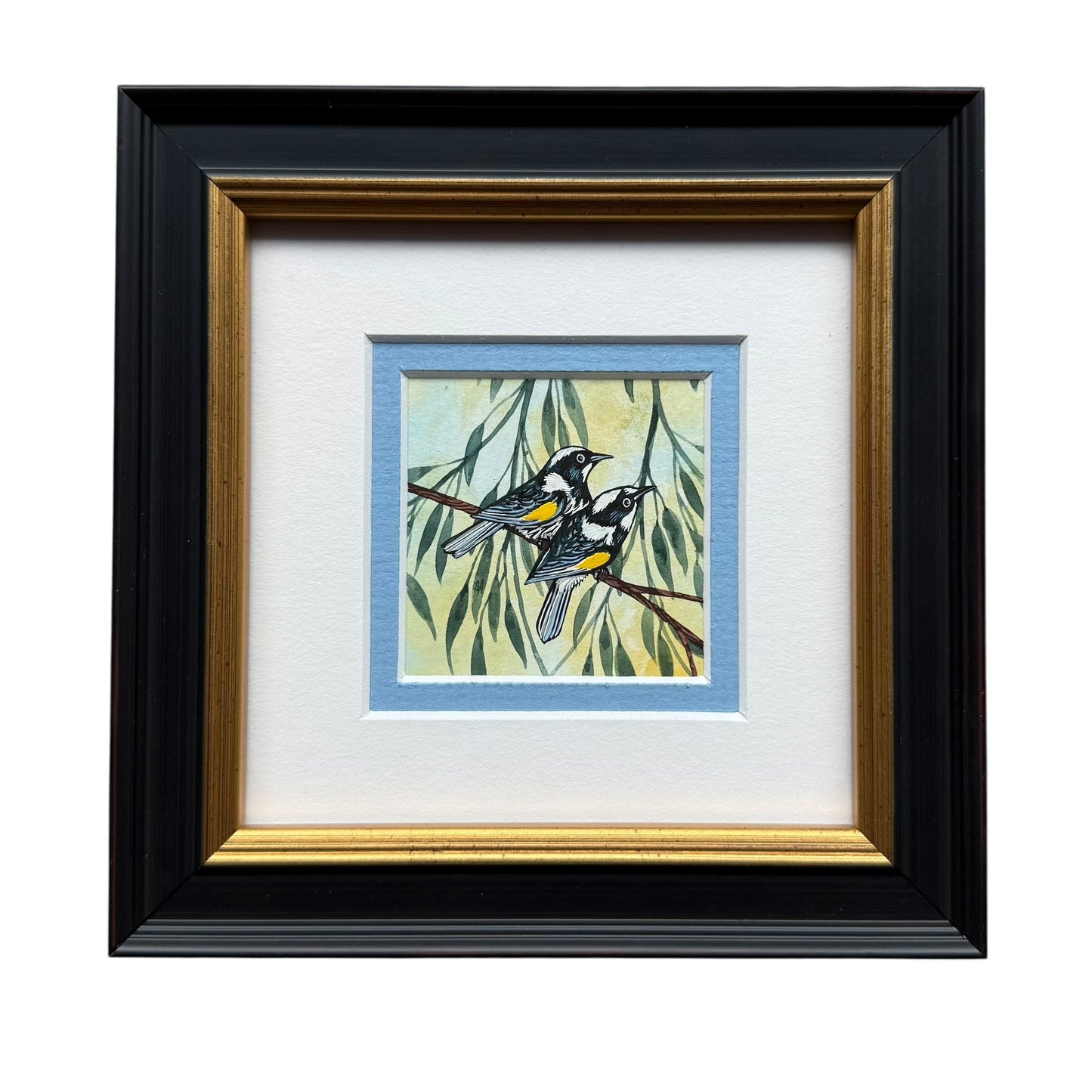 New Holland Honeyeater II - Summer 2026