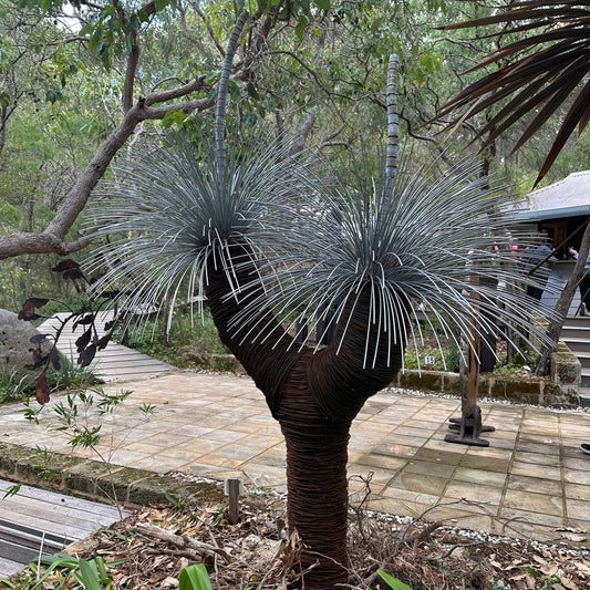 Grass Tree IX