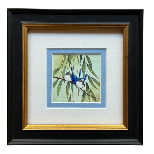 Splendid Fairy Wren II Trio 2026