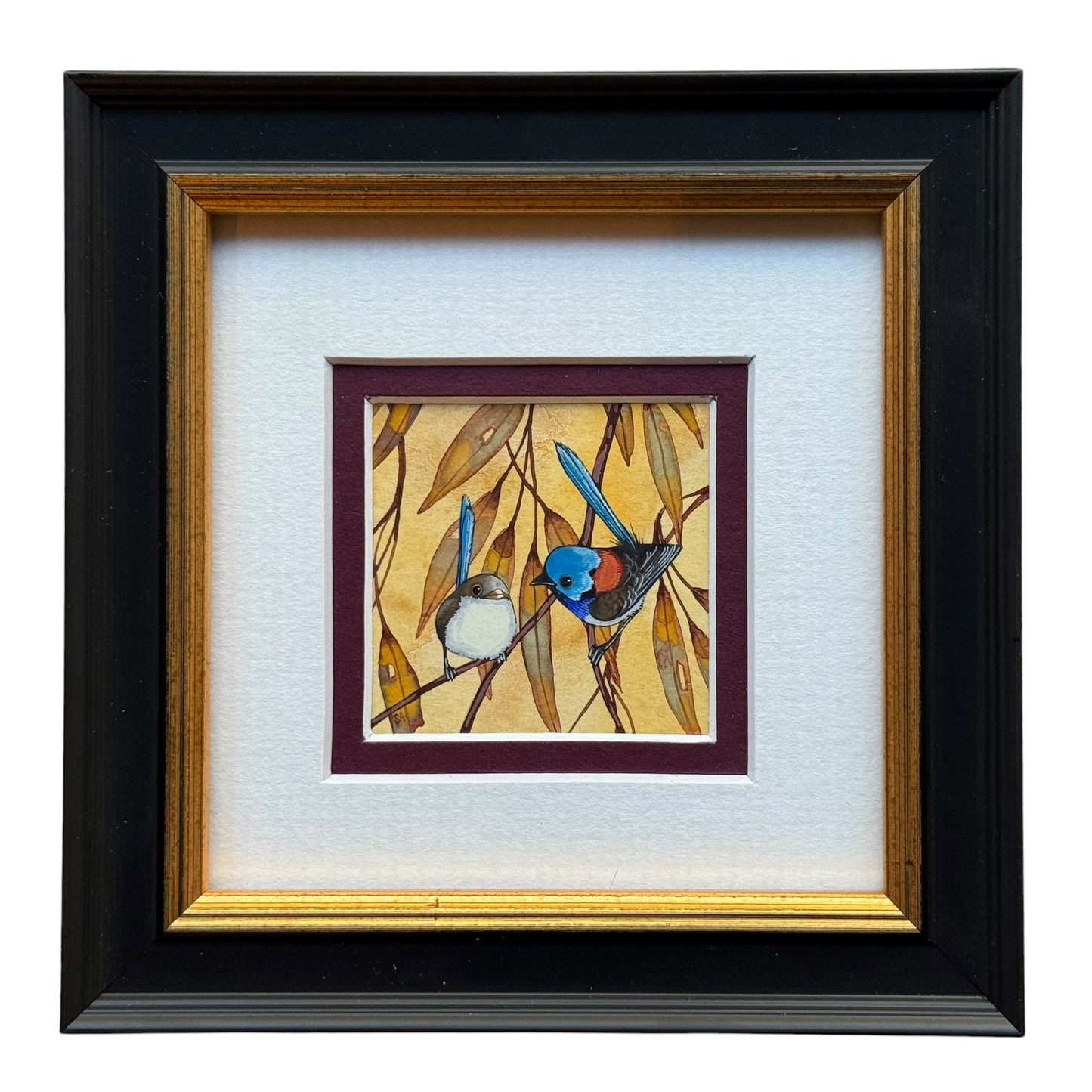 Variegated Fairy Wren Duo - Burgandy Winter 2026