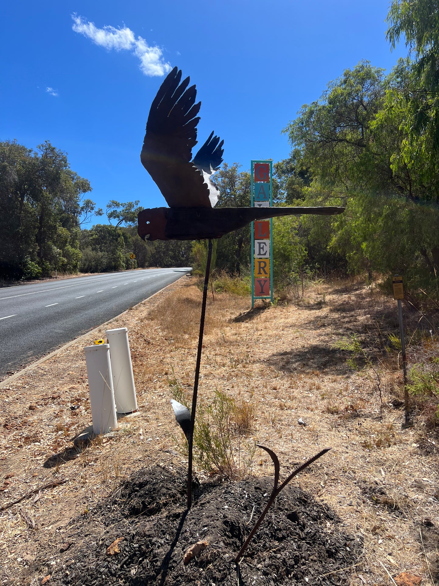 Goliath Cockatoo on the Move Series