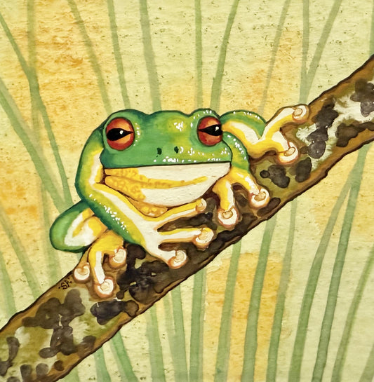 Green Tree Frog - Winter 2025