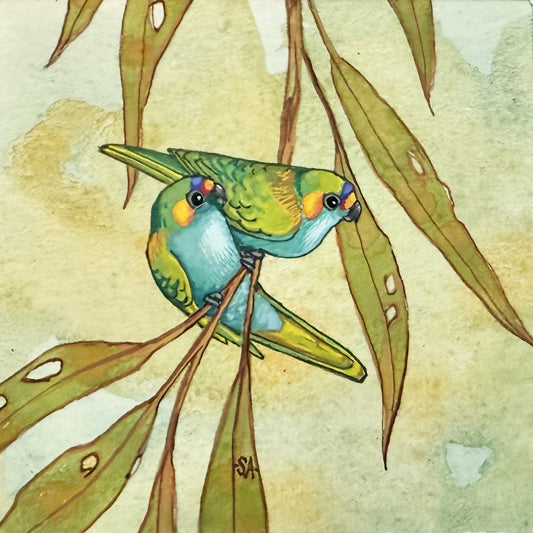 Purple Crowned Lorikeet Pair - Winter 2025