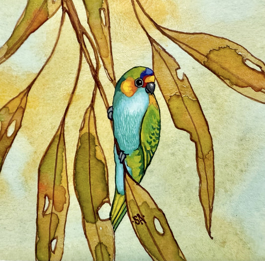 Purple Crowned Lorikeet - Winter 2025