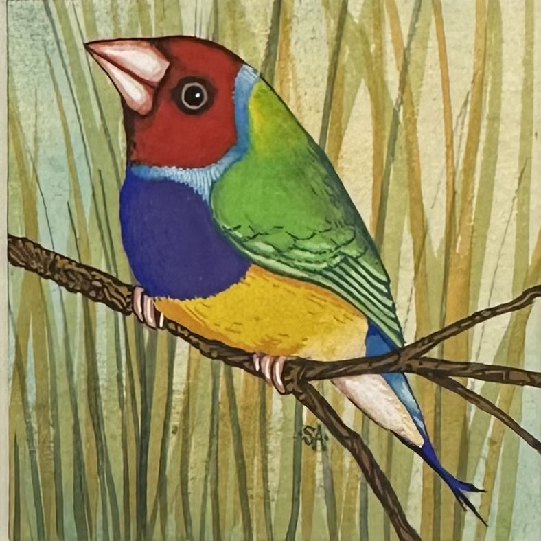 Gouldian Finch - Spring 2025